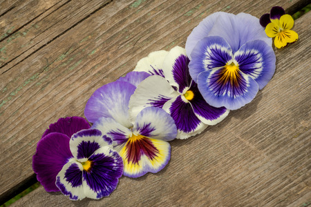 wooden background with pansy flowersの写真素材
