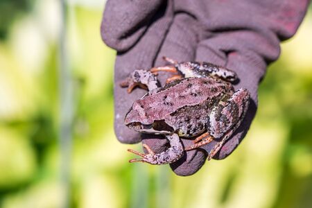 Frog sitting on a hand in glowesの写真素材