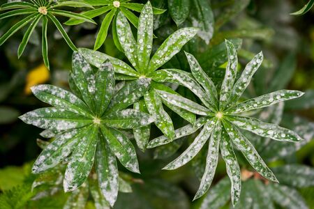 Lupine leafs rain drops backgroundの写真素材
