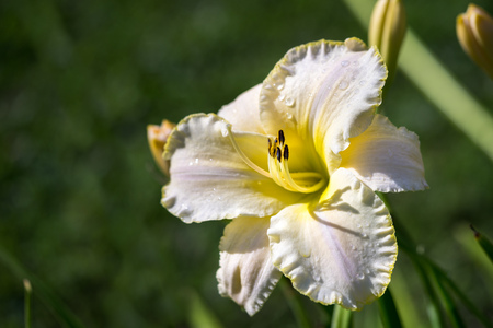 One beautiful hemerocallis, yellow flower in the gardenの写真素材