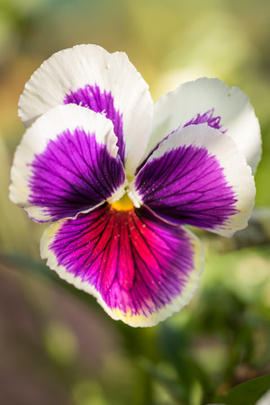 Purple Viola Tricolor Pansy flowers with natural Green backgroundの写真素材