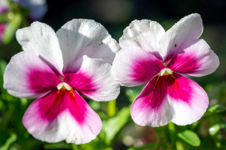 Two wild pansy flowers (Viola tricolor) close up.の写真素材