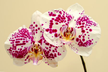 two white orchids with pink spots on beige backgroundの写真素材