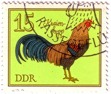 GDR - CIRCA 1979: A stamp printed in GDR (Eastern Germany) shows Kraien-kopp cock, series "Birds - German Cocks", circa 1979の写真素材