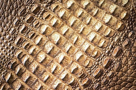 Crocodile skin diagonal textureの写真素材