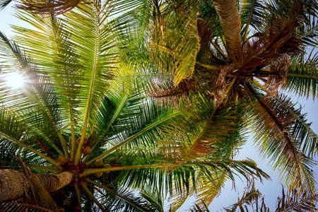 Palm leaves branch on the blue sky background. Tropical Background.