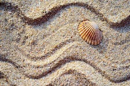 shell in sand