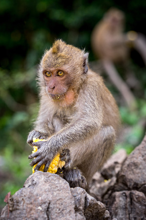 Crab-eating macaque sitting on a rock holding raw corn