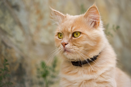 ginger persian cat outdoor portraitの写真素材