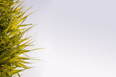 palm leaves in the left and sky with copy space for your travel textの写真素材