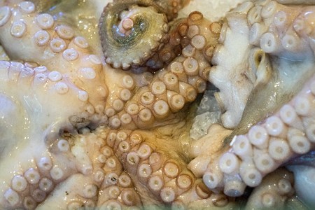 fresh raw octopus closeupの写真素材
