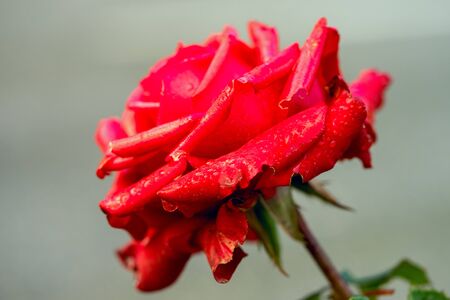 elegant red rose with water dropsの写真素材