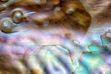 Macro photography of a texture of a seashell of the Mediterranean seaの写真素材