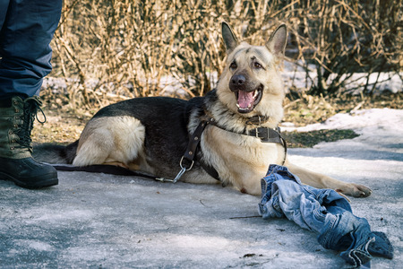 shepherd dog  laying on the snow and guarding the rag during the dog training course in dog schoolの写真素材