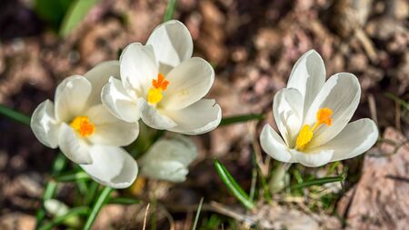 The first spring flowers white snowdrops in the forest illuminated by sunlight. Three flower...