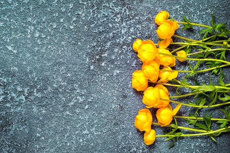 Yellow flowers Trollius europaeus, top view on a cement background with copy spaceの写真素材