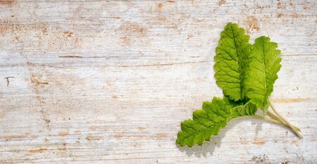 frame from three green primula leaves on a wooden background with copy space