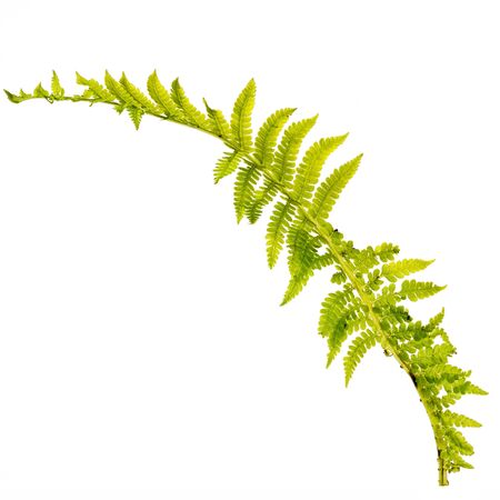 fern leaf isolated on white backgroundの写真素材