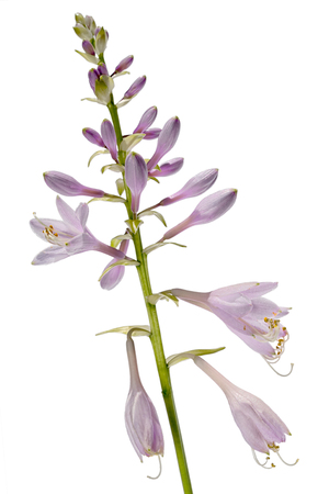 hosta flower isolated on white backgroundの写真素材