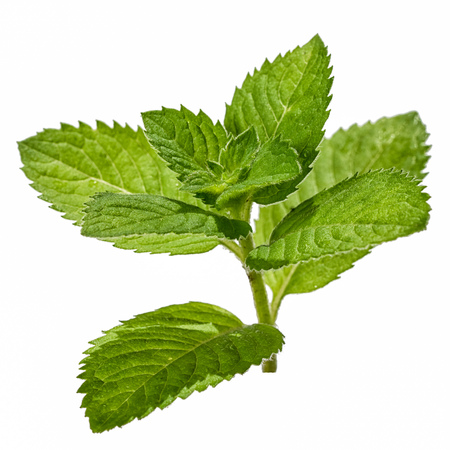 mint leaves isolated on white backgroundの写真素材