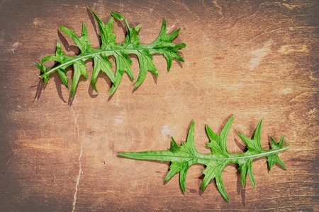 two green thistle leaves as a frame on a wooden table background with copy space for your text