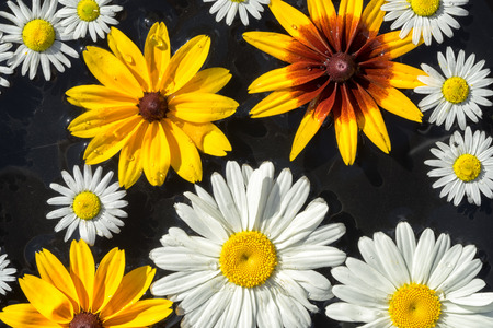 White and yellow garden flowers chamomilies and rudbeckia float on the black surface of the water as...