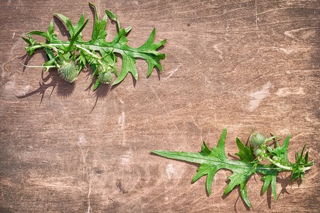 frame from thistle buds and leaves on an old wooden table, top view with copy space for your textの写真素材