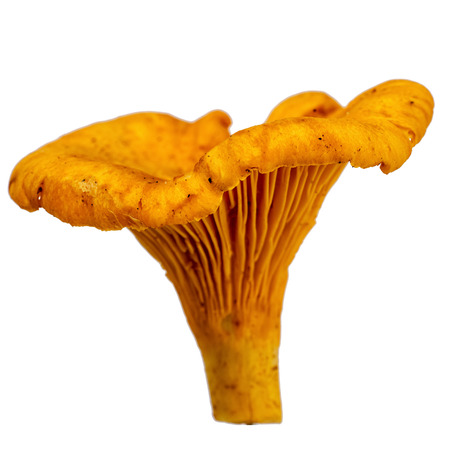 one raw chanterelle close up isolated on white backgroundの写真素材