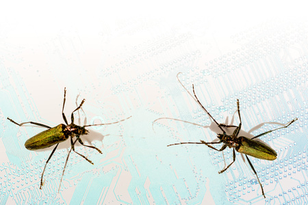 Conceptual background silhouette of computer motherboard and two longhorn beetles symbolizing computer virus, with copy space for your text above.の写真素材