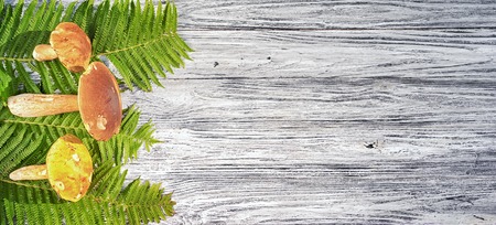 three boletus edulis mushrooms laying on the fern leaves of a long wooden background, top view with...