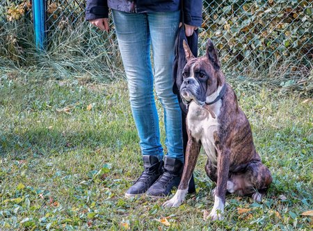 boxer dog sitting near his owner legs during the dog obedience courseの写真素材