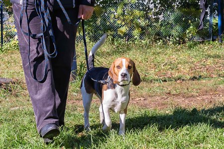 beagle dog walking near its owner legs at the dog obedience courseの写真素材