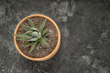 succulent plant with white spots leaves in a flower pot on a black cement background, top view with copy spaceの写真素材