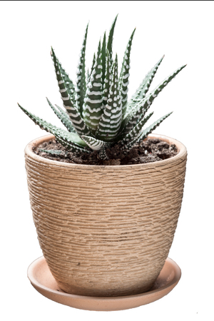 succulent plant with white spots leaves in a flower pot side view isolated on white backgroundの写真素材