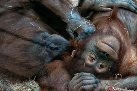 Pair of chimpanzees resting on their backs on the hay. Soft touching relationship between monkeys,...