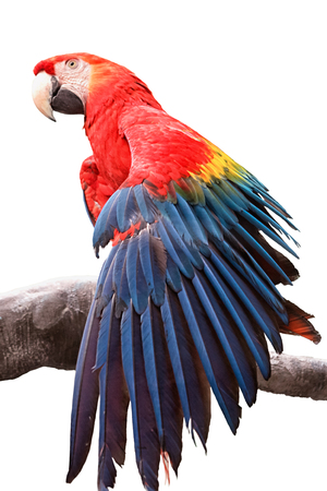 red macaw parrot bird sitting on the log and spreading the winds, isolated on white background.の写真素材