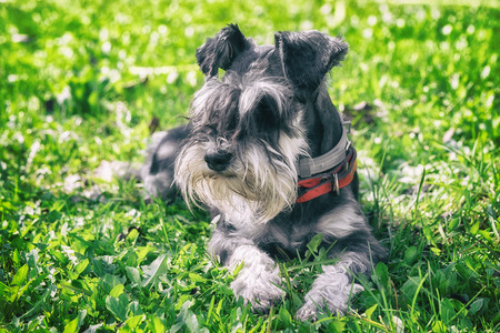 black and silver miniature schnauzer dog laying on the green grass in a sunny day