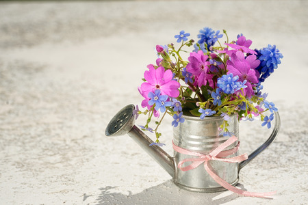 bouquet in garden watering can for greeting card background with copy spaceの写真素材