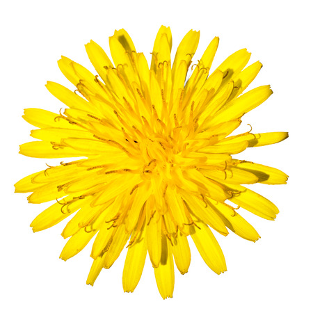 one dandelion flower isolated on white backgroundの写真素材