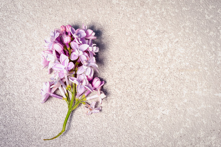 purple lilac branch on a silver cement background, top view with copy spaceの写真素材