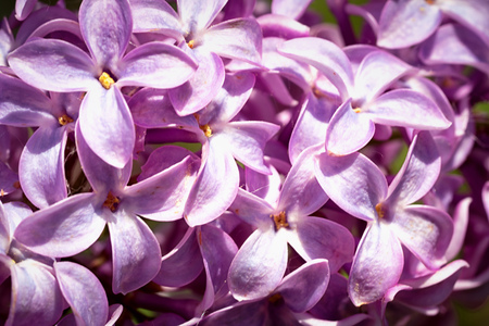 violet lilac flowers close upの写真素材