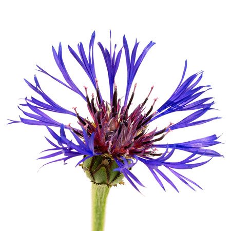 one flower cornflower isolated on white backgroundの写真素材
