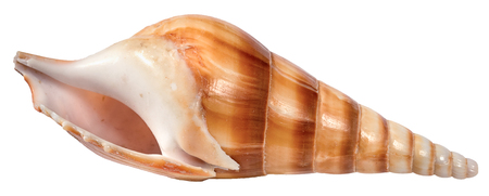 one seashell isolated on white background