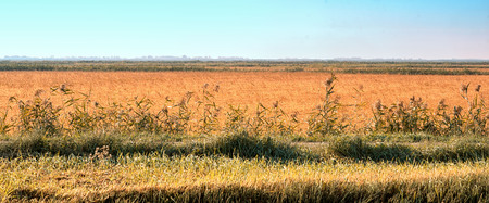 Agrarian landscape with field and yellow wheat, and roadside grass in the foreground