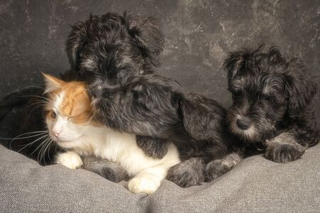 Schnauzer puppies and ginger cat on the sofa, close up portrait.の写真素材