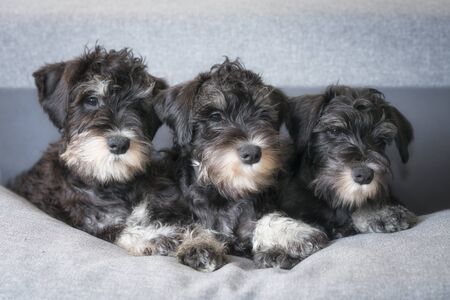 Three expressive dog faces of miniature schnauzer puppies are looking one way in expectation. Miniature schnauzer puppies lay on the sofa and look side.の写真素材