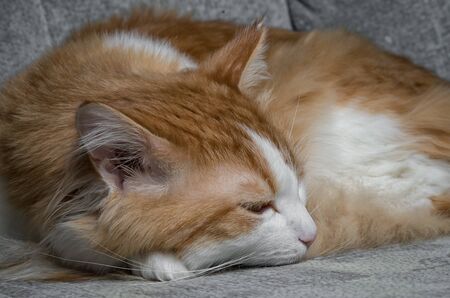 Cute red cat laying on grey sofaの写真素材
