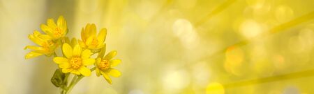 Soft-focus yellow flowers with radial light rays and bokehの写真素材