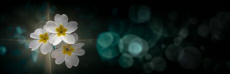 White primrose flowers with bokeh on a dark background.の写真素材