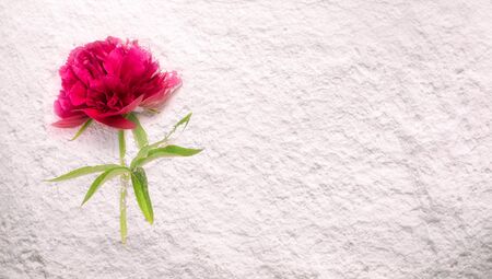 Beautiful peony lying on a white powder.の写真素材